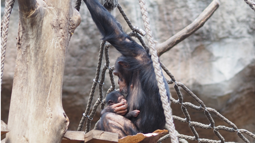Schimpansenjungtier im Arm von Mutter Changa © Zoo Leipzig