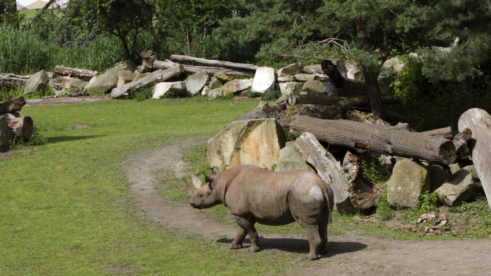 Maburi auf der Außenanlage ©Zoo Leipzig