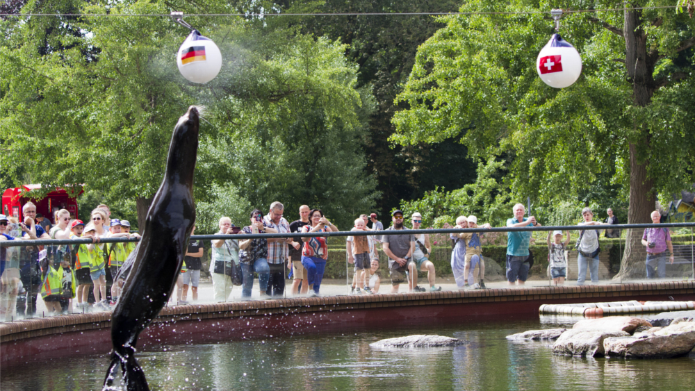 Seelöwin Lio tippt auf Deutschland ©Zoo Leipzig