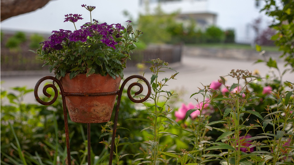 Wild, schön und vielfältig: Unordnung hilft der Artenvielfalt im Garten ©Symbolfoto (Pixabay)