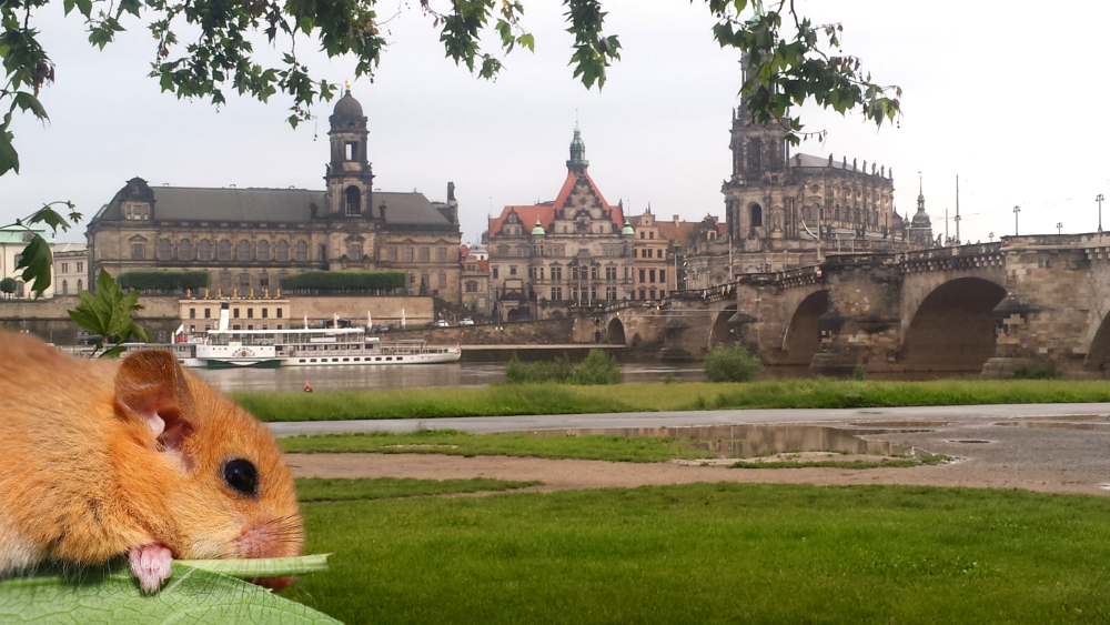 Wie zuverlässig sind Siebenschläfer als Wetterpropheten? Bauernregeln haben es in sich  ©MeiDresden.de (Bildmontage9