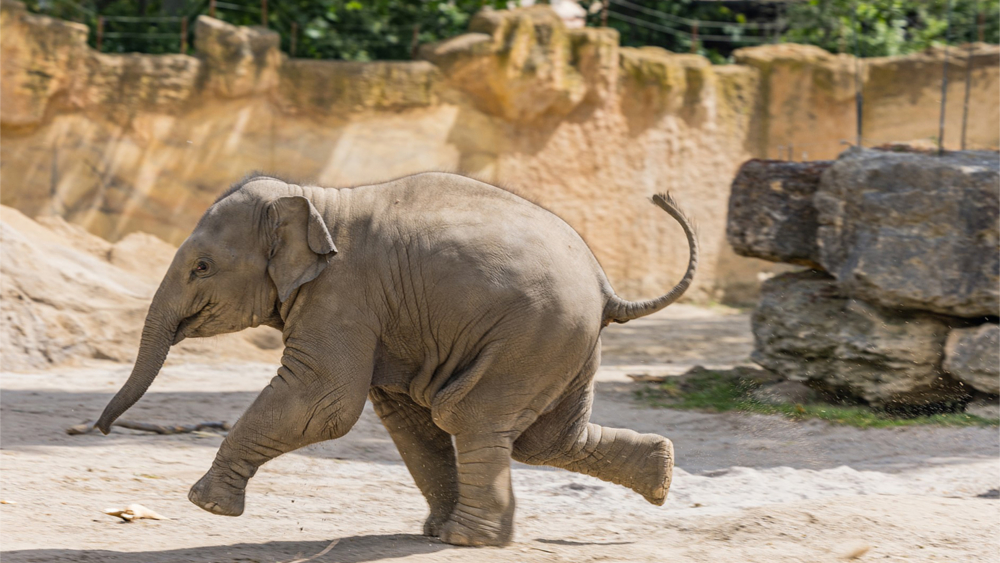 Elefantenkalb auf der Außenanlage © Zoo Leipzig