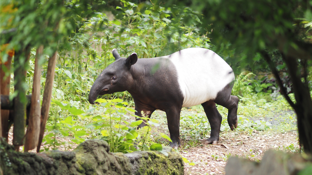 Tapirbulle Nuang entdeckt den Leipziger Regenwald in Gondwanaland © Zoo Leipzig