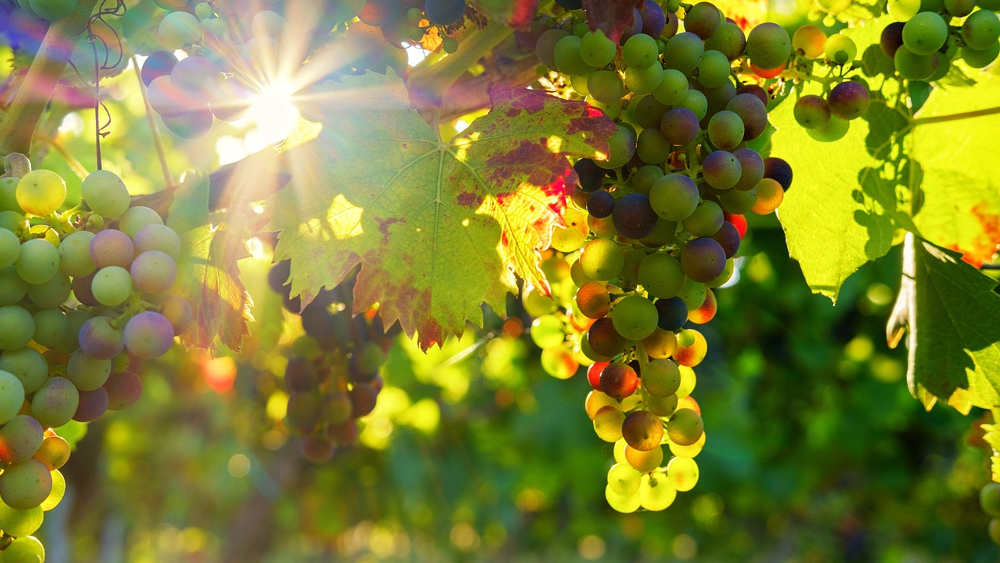 Am 24. und 25. August führen Winzer in Dresden Elbland wieder durch Weinberge und Weinkeller ©Symbolfoto (Pixabay)