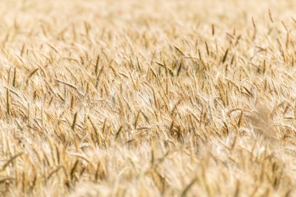 Getreidefeld Foto: Pixabay