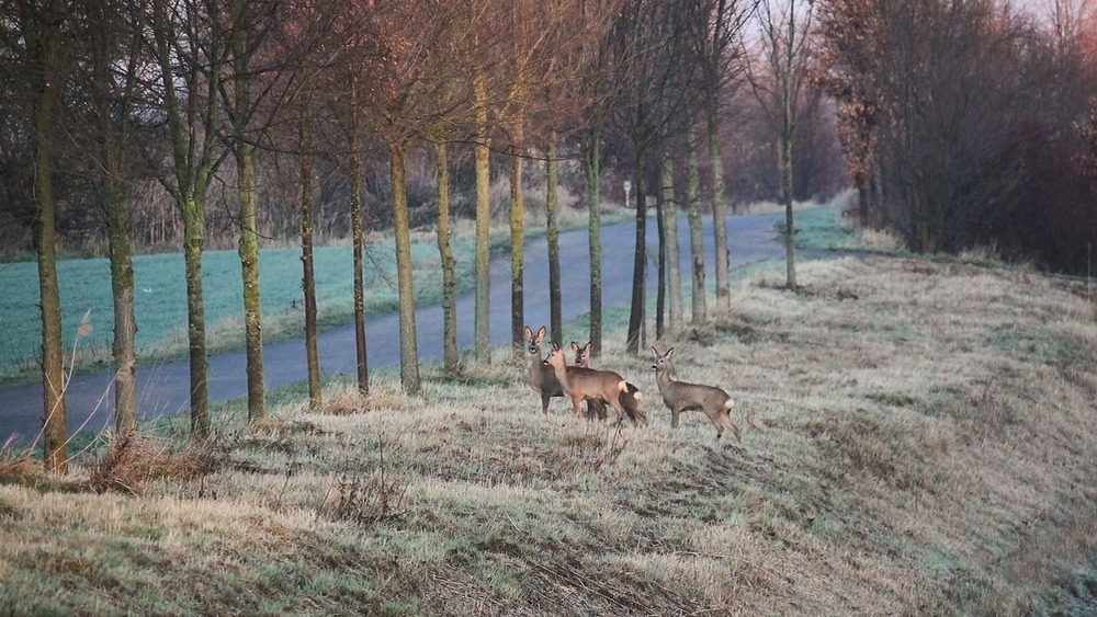 Vorsicht bei Wildwechsel  ©  Hans Benn (Pixabay)