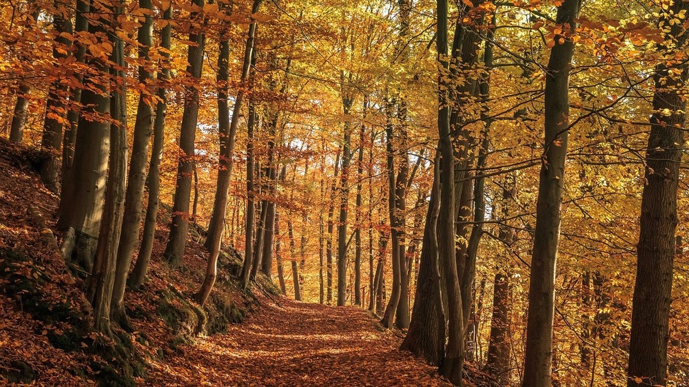Hoch WERNER bringt uns ein Stück "goldenen Oktober"   © Symbolfoto  (Pixabay)