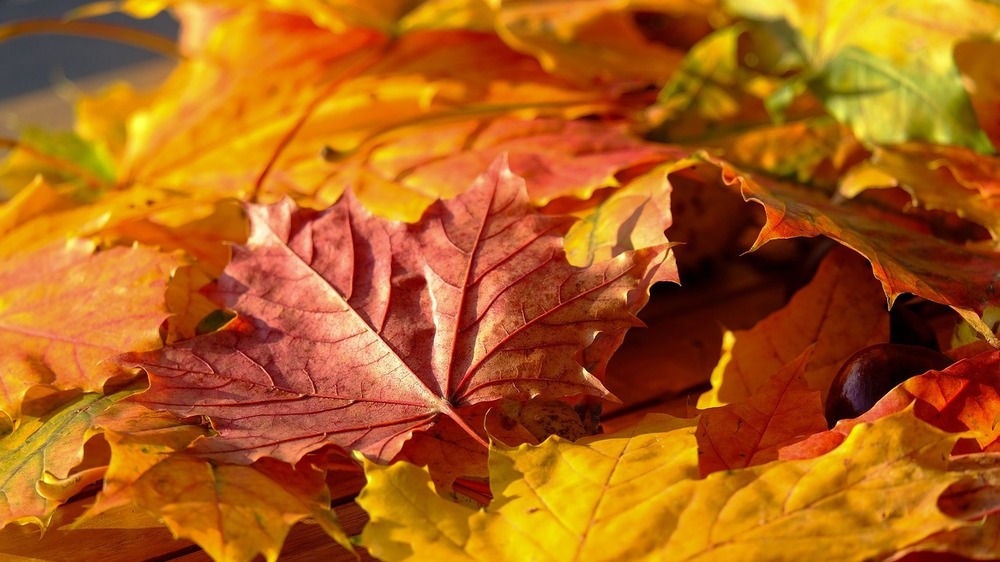 Buntes Herbstlaub verstärkt den Goldton  © Symbolfoto  (Pixabay)