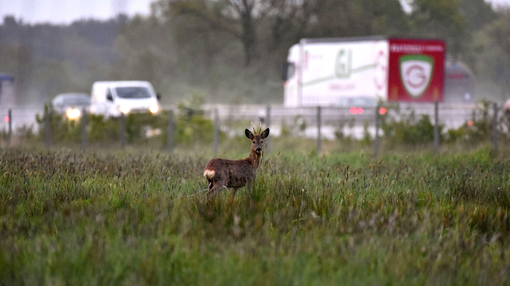 Im engbesiedelten Deutschland werden die Lebensräume von Wildtieren fast überall von Straßen durchschnitten. So kommt es leicht zu Kollisionen. Foto: DJD/DJV/Kapuhs