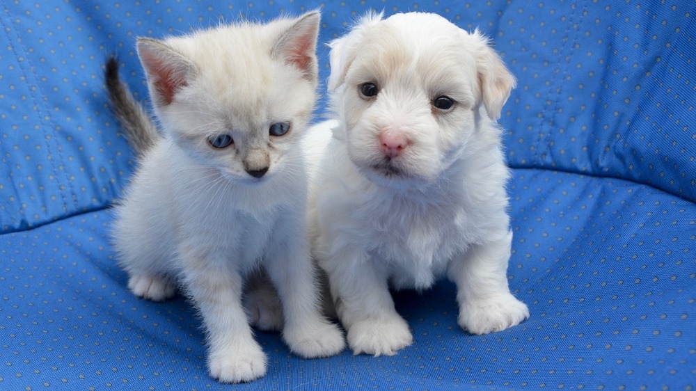 Stiftung Warentest gibt wichtige Tipps zum Tierkauf im Internet  ©JackieLou DL auf Pixabay