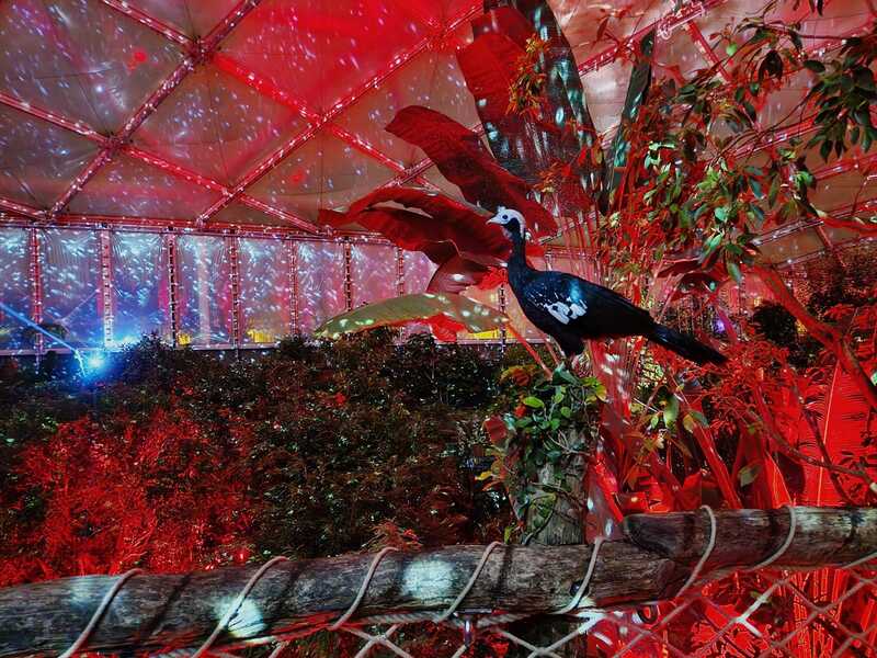 Magisches Tropenleuchten vom 9. Januar bis 9. Februar ©Zoo Leipzig