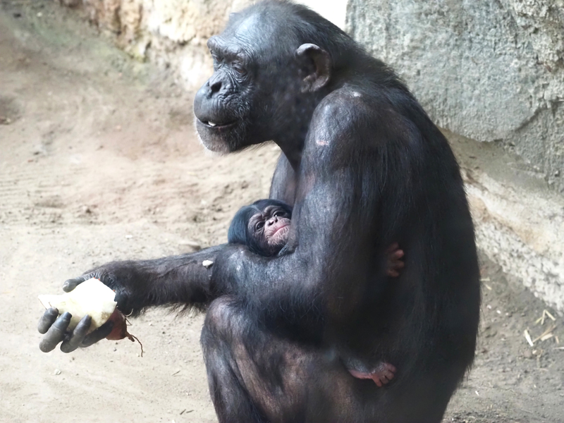 Schimpansenweibchen Kisha mit mit ihrer Tochter geboren am 31.12.2024 ©Zoo Leipzig