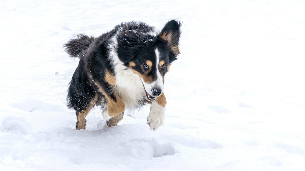 Hund im Winter Foto: Axel Nees 