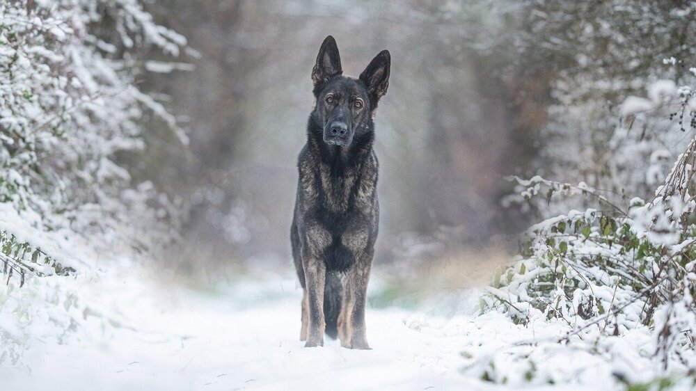 Hunde und alle anderen Haustiere vor Kälte schützen. Symbolfoto (Pixabay)
