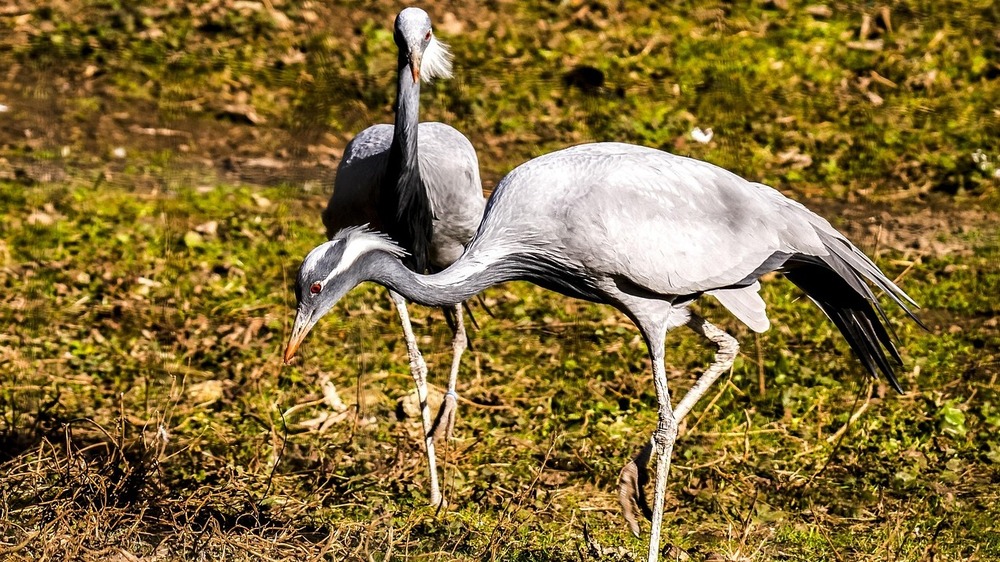 An Valentin tanzen verliebte Kraniche. Foto: Kathy Büscher ( Pixabay)