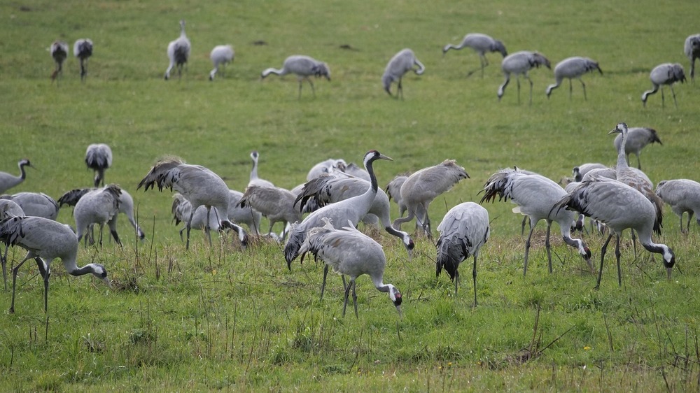 Der Frühling naht und auch beim Europäischen Kranich (Grus grus) stehen die Zeichen auf Liebe. Symbolfoto (Pixabay)