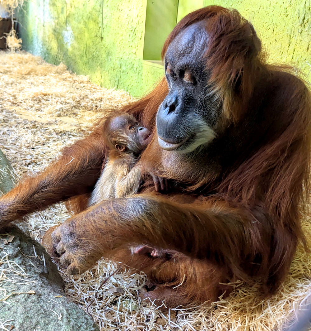 Orang Utan Daisy mit Jungtier   Foto: Zoo Dresden