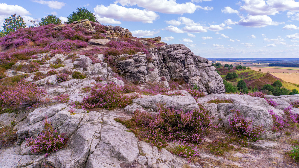 Die Heideblüte überzieht den großen Thekenberg mit einem violetten Schleier. Foto: DJD/Tourist Information Halberstadt/Stefan Herfurth