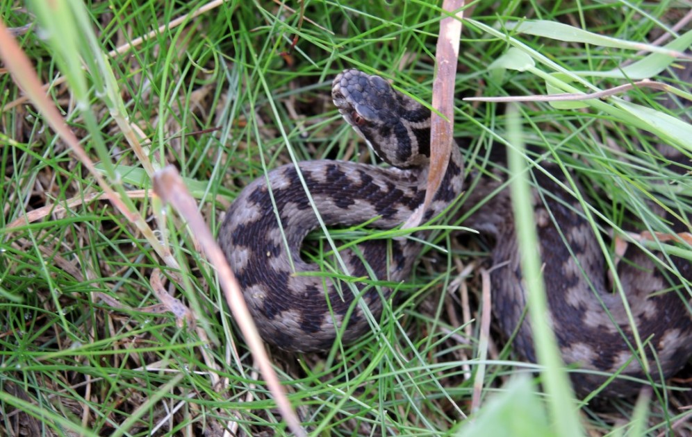 „Seltener Anblick: Kreuzottern tragen ein typisches Zacken-Muster auf dem Rücken, Schlingnattern haben eine runde Pupille, bei der Kreuzotter ist sie schlitzartig.     Foto: Henriette Schmidt