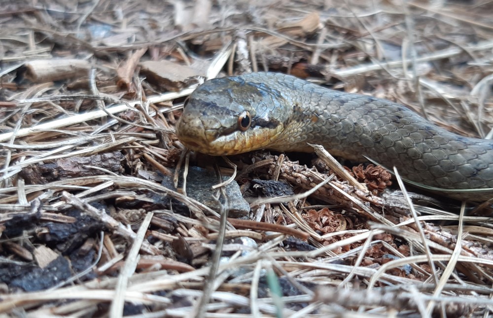 „Seltener Anblick: Kreuzottern tragen ein typisches Zacken-Muster auf dem Rücken, Schlingnattern haben eine runde Pupille, bei der Kreuzotter ist sie schlitzartig.      Foto:  Heiko Staude 