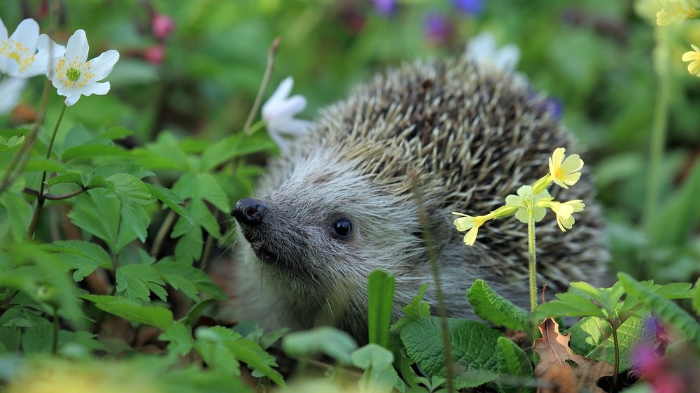 Im Frühling sollte man darauf achten, den Garten Tier und insektenfreundlich zu gestalten. Foto:Tomasz Proszek (Pixabay)