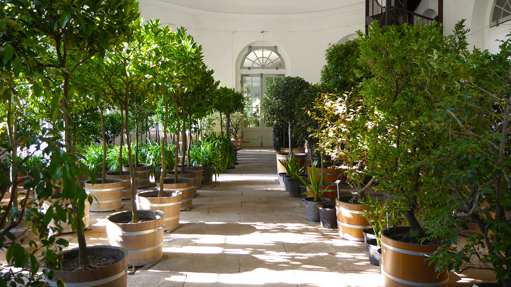 Mediterrane Kübelpflanzen in der Orangerie. Foto: Schlösserland Dresden