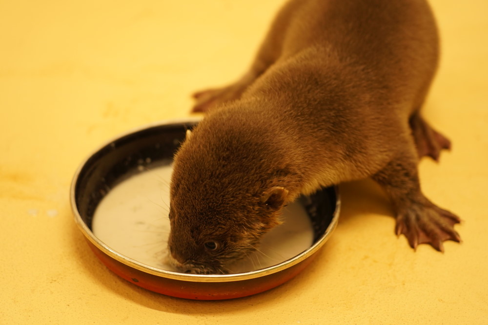 Foto: © Zoo Dresden