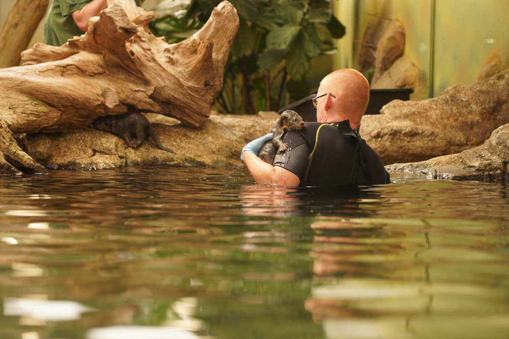 Ausruhen vom Schwimmtraining  Foto: © Zoo Dresden