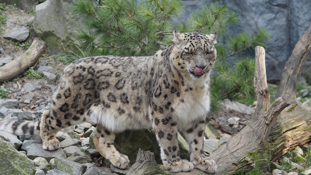 Schneeleopard in der Hochgebirge  Foto © Zoo Leipzig 