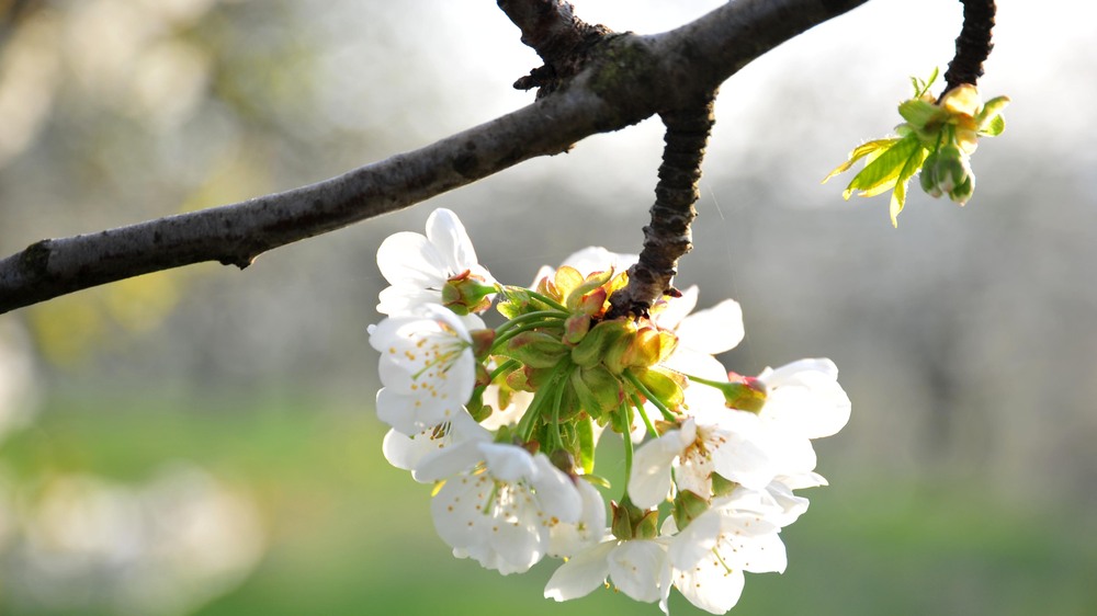 Blühender Kirschblütenzweig auf einer sächsischen Streuobstwiese Foto © Holger Stein
