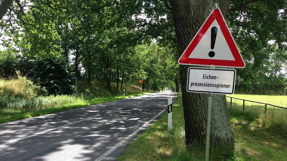 Vorsicht bei Eichenprozessionsspinnern. Symbolfoto (Pixabay)