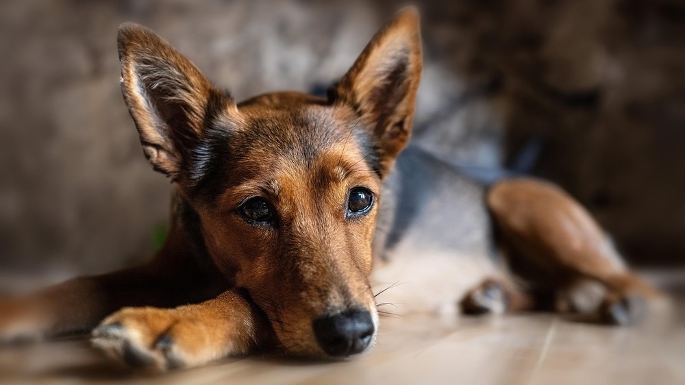 Nur wenige Hunde-OP-Versicherungen sind empfehlenswert Foto: Gundula Vogel ( Pixabay)