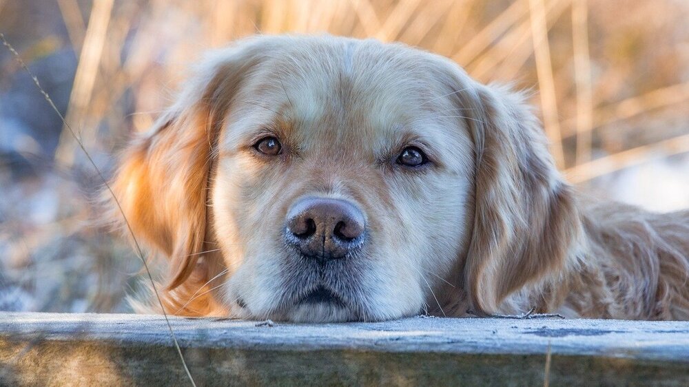 Hunde OP Versicherungen im Test. Foto:  Zachtleven Fotografie ( Pixabay)