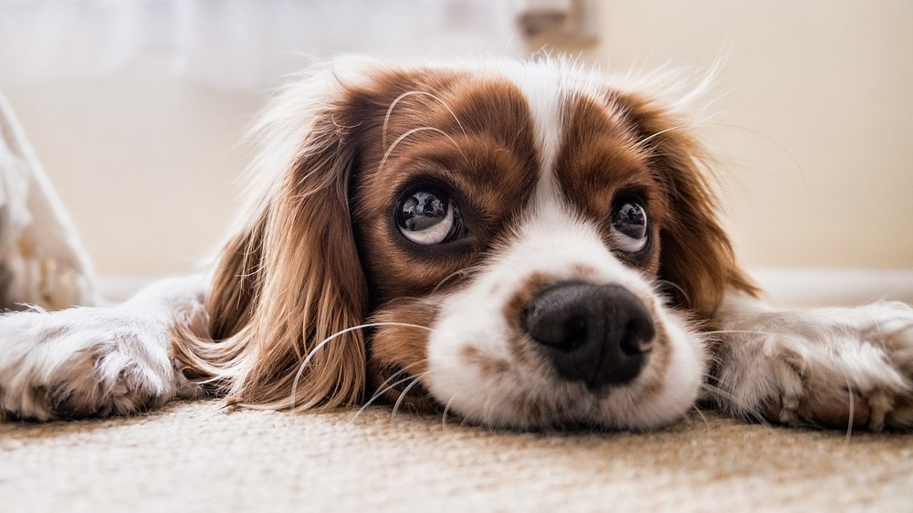Vor einer Hunde OP sollte man gründlich die Vesricherungen vergleichen . Symbolfoto (Pixabay)