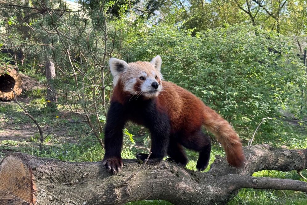 Foto: © Zoo Dresden