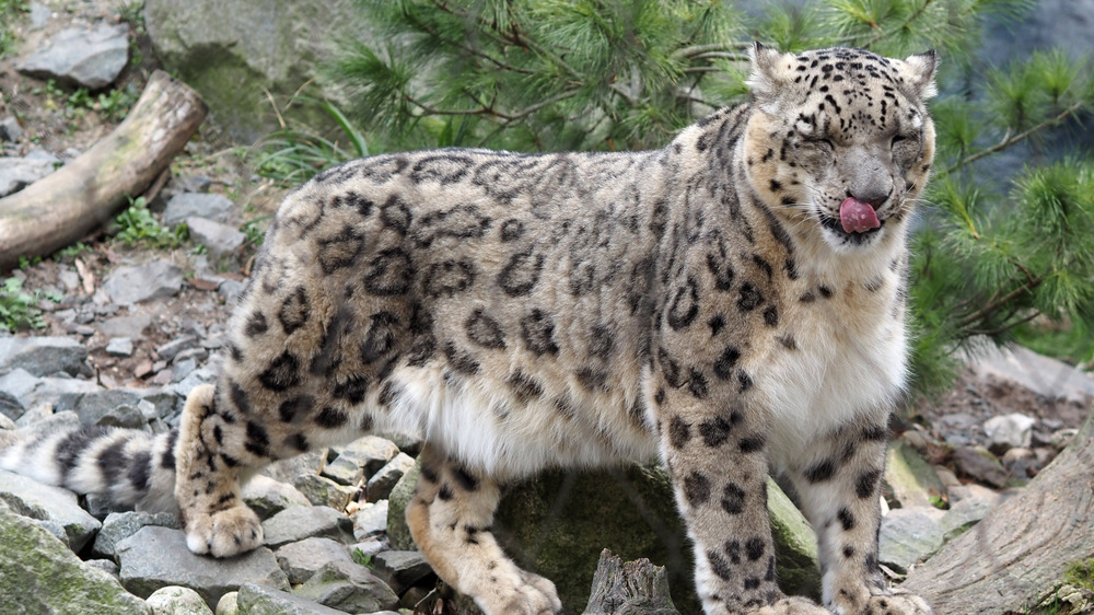 Schneeleopard in der Hochgebirgslandschaft Himalaya - Futterportionen entdecken © Zoo Leipzig.