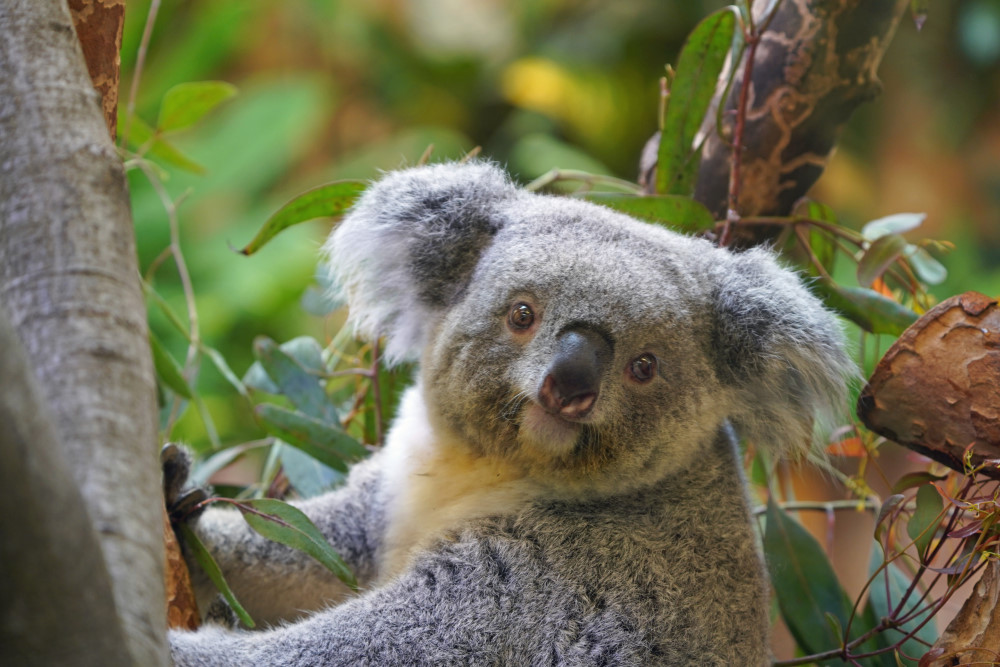 Koala Weibchen Eerin   © Zoo Dresden