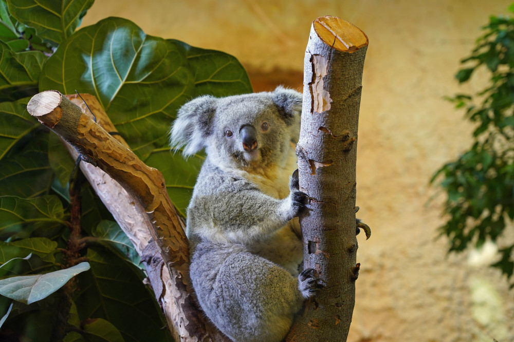 Koala Weibchen Eerin    © Zoo Dresden