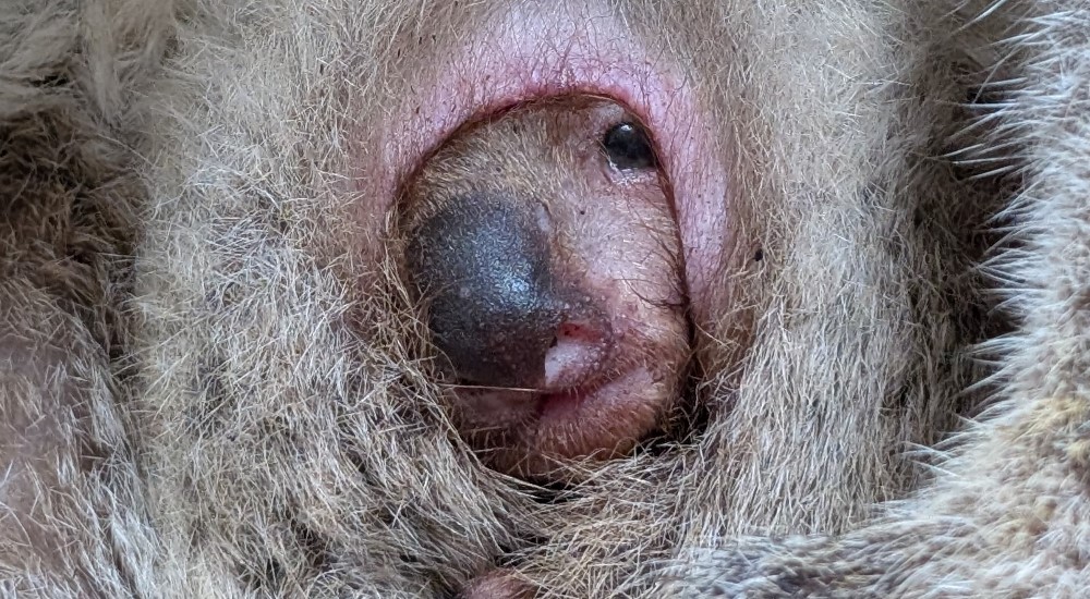 © Zoo Dresden