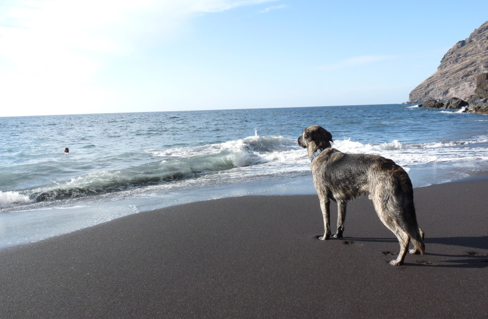 Hunde verbringen den Urlaub meist gerne mit ihren Menschen.   Foto: © Deutscher Tierschutzbund e.V./Ehrhardt
