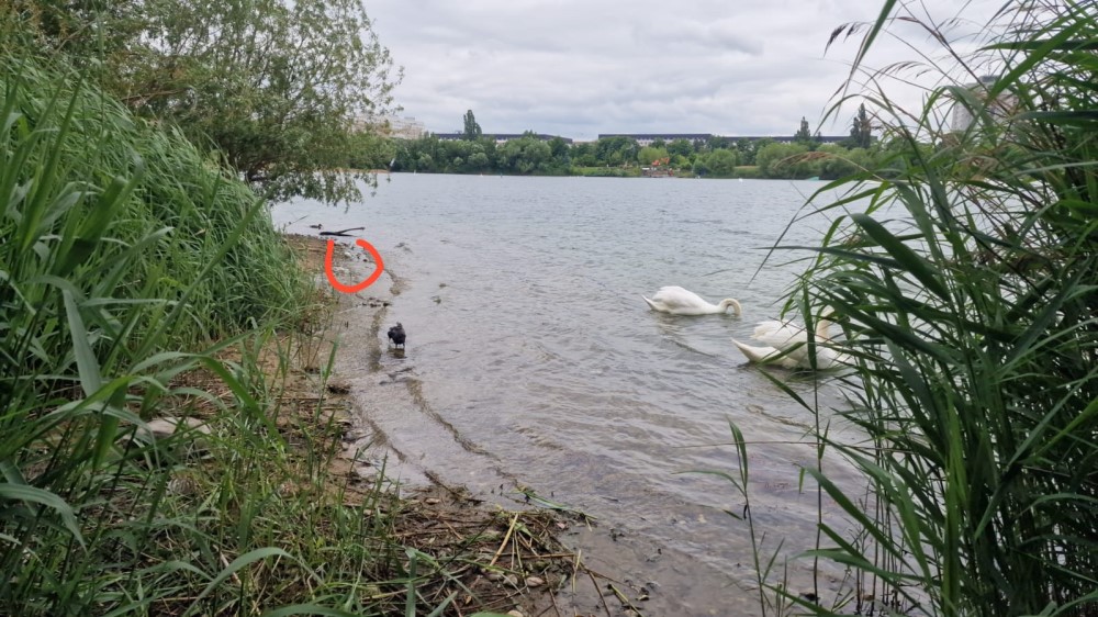 Kiesgrube Leuben - Am Ufer liegt ein verlassenes Schwanen Ei   Foto: Leserfoto/privat