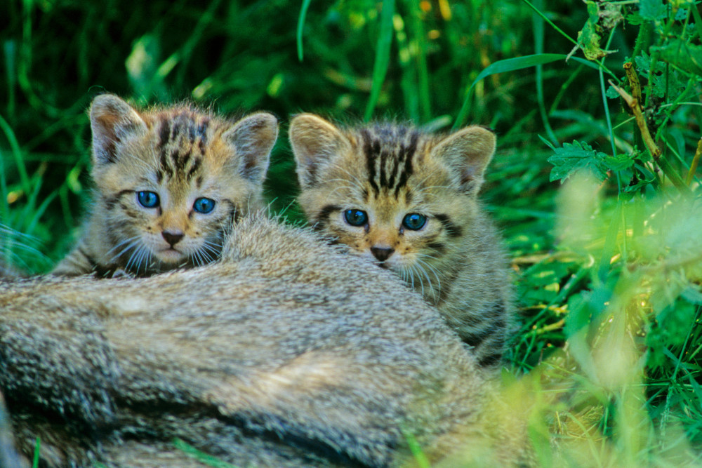 Junge Wildkatzen      Foto: © Thomas Stephan / BUND