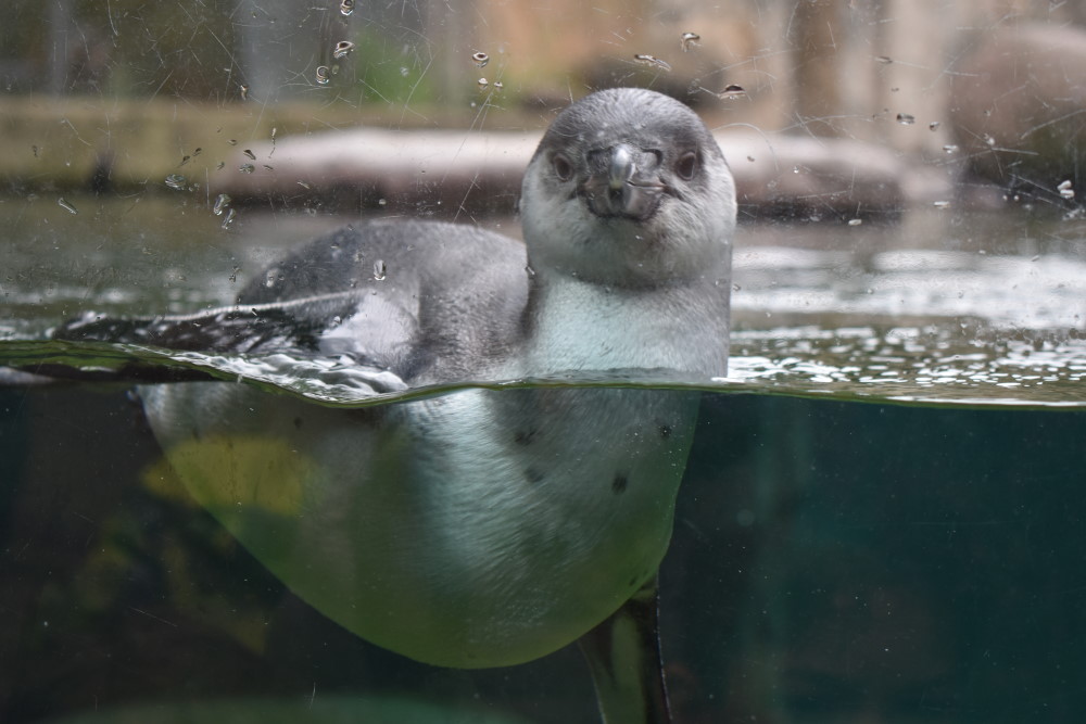 Wenn sie das Nest verlassen, sehen sie so aus   Foto: © MeiDresden.de/Mike Schiller
