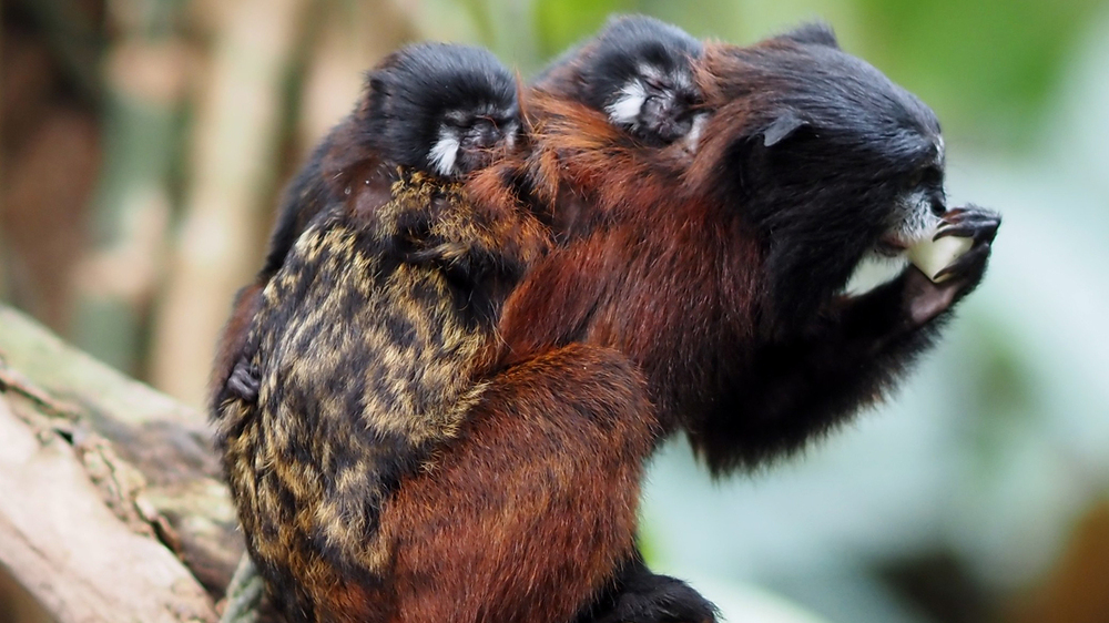 Rotschultertamarin-Männchen Bruno mit seinen Zwillingen auf dem Rücken. Foto: Zoo Leipzig