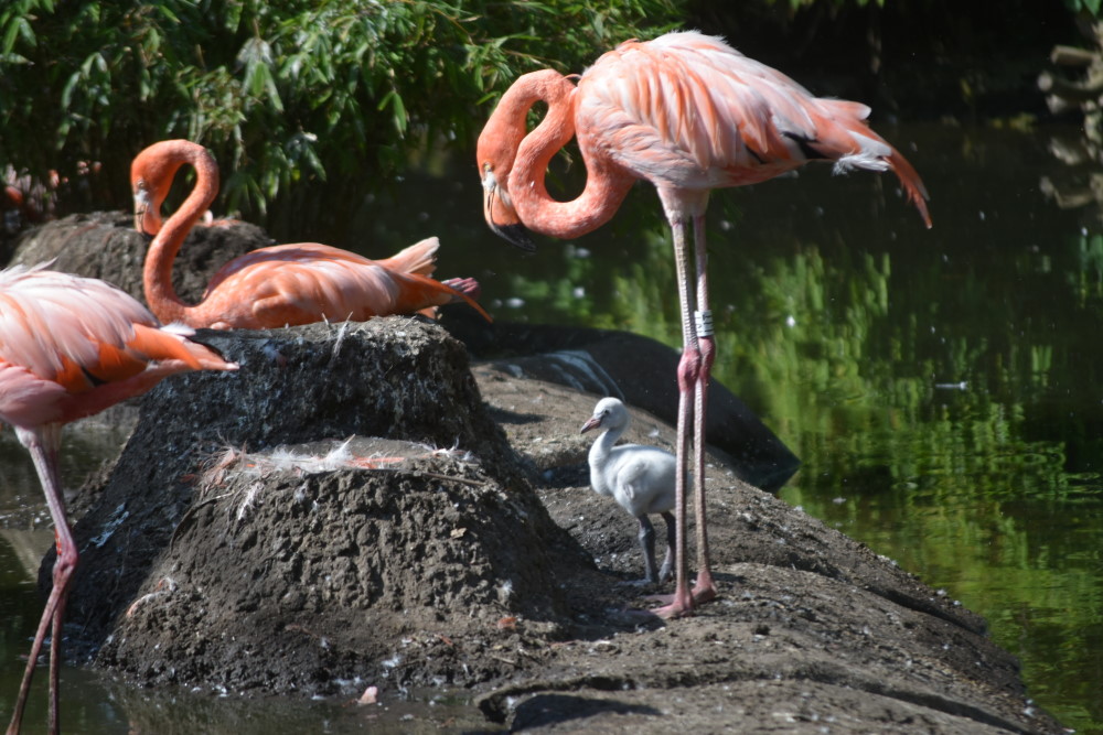 Zoo Dresden: Der erste Flamingo-Nachwuchs ist geschlüpft    Foto: © MeiDrsden.de/Mike Schiller