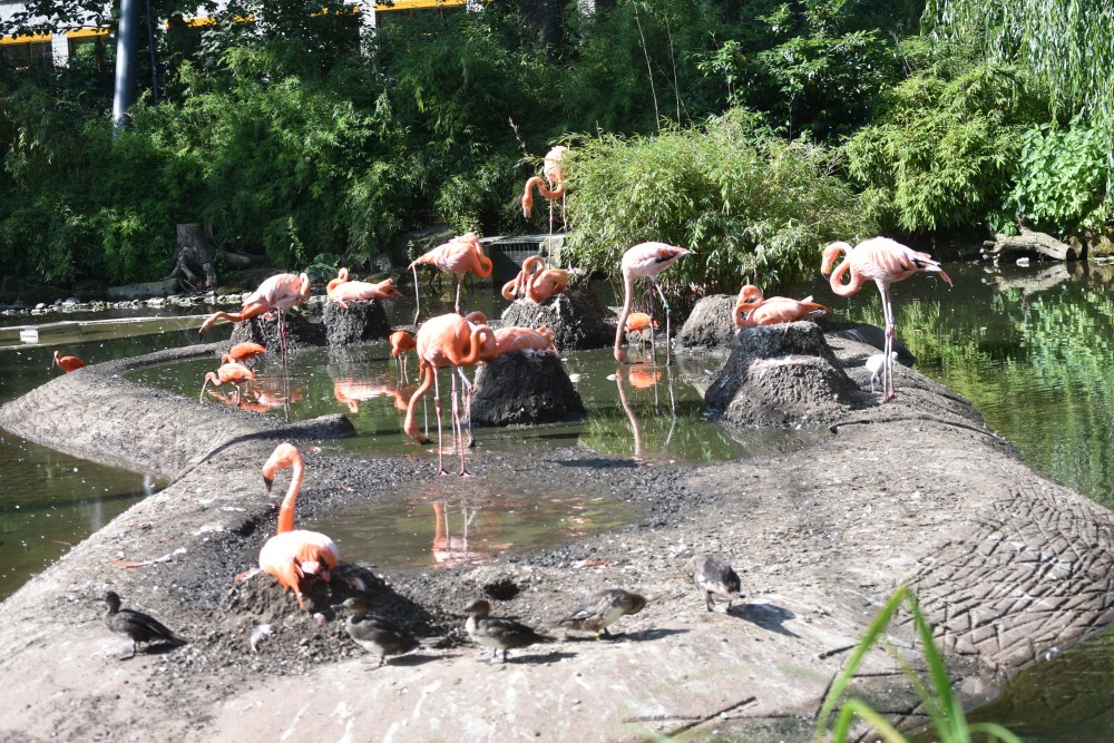Zoo Dresden: Der erste Flamingo-Nachwuchs ist geschlüpft    Foto: © MeiDrsden.de/Mike Schiller