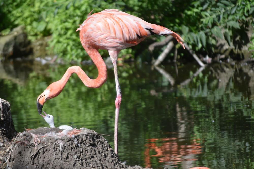 Ohhhh, wie süß Babyflamingo wird von der Mutter getränkt    Foto: © MeiDrsden.de/Mike Schiller