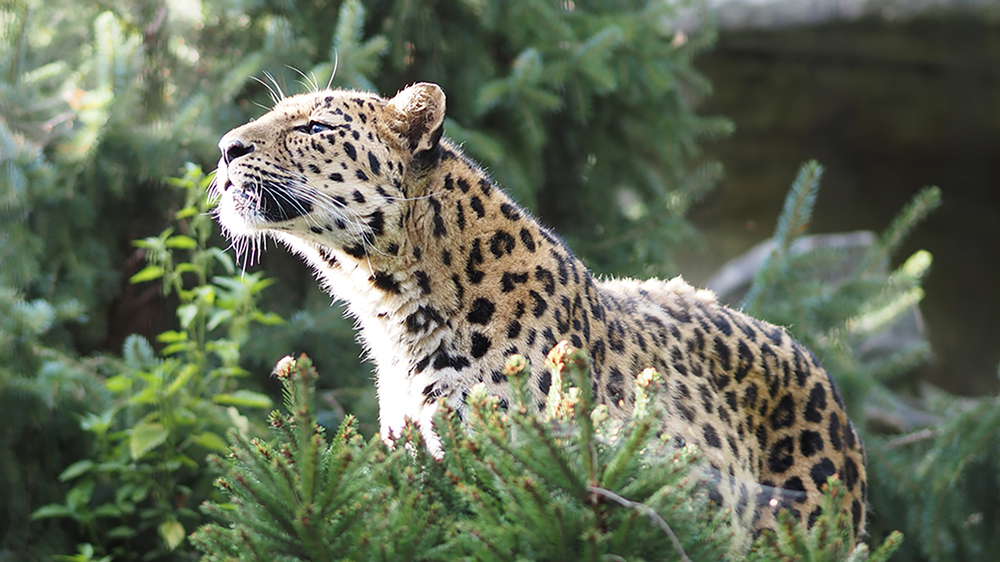 Amurleopard im Leoparden Tal . Foto: Zoo Leipzig