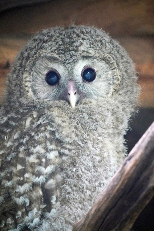 Habichtskauzjungtier in der Voliere im Leoparden-Tal. Foto: Zoo Leipzig