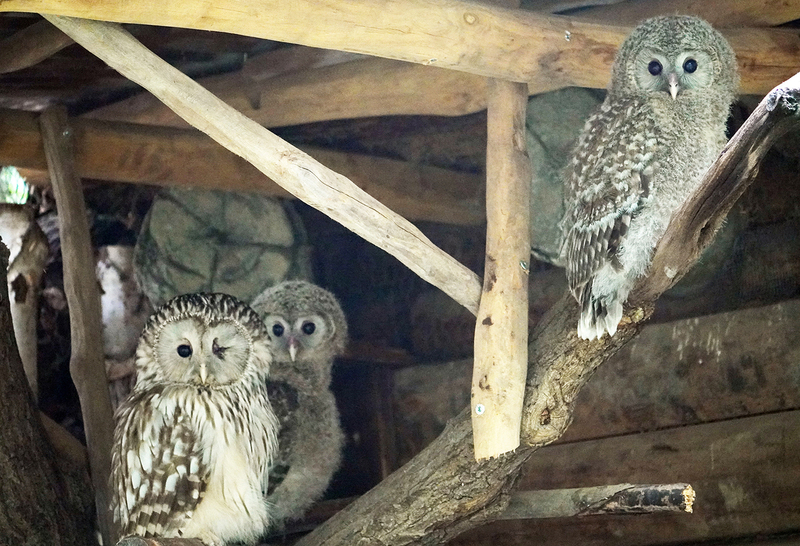 Habichtskauzjungtiere mit Weibchen in der Voliere im Leoparden-Tal. Foto: Zoo Leipzig